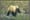 Grizzly Bears