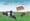 More cows