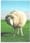 Dutch Sheep